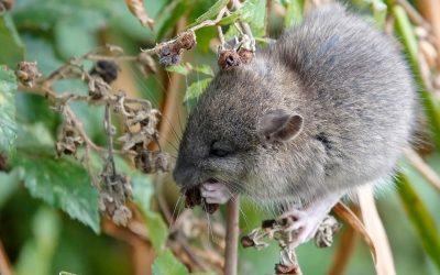 conseils-pour-eloigner-les-rongeurs-des Accueil